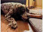 Adopt Available - Ranger a English Setter