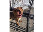 Adopt Percy a Pit Bull Terrier, Mixed Breed