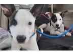 Adopt The Baby Jacks a Jack Russell Terrier