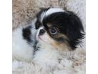 Japanese Chin Puppy for sale in Wheaton, MO, USA