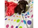 Aussiedoodle Puppy for sale in Macon, GA, USA