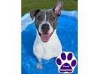 Adopt Skeeter a Pit Bull Terrier, Mixed Breed