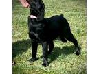 Labrador Retriever Puppy for sale in Blacksburg, VA, USA