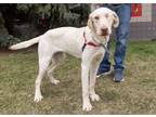 Adopt Ranger a Labrador Retriever