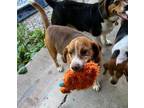 Adopt Red Skelton a Beagle