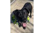 Adopt Muncy a Labrador Retriever