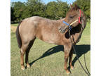 Beautiful Registered Purebred AQHA Red Roan Mare