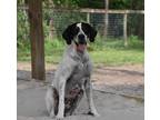 Adopt Noel a White - with Black English Pointer / Mixed dog in Odessa