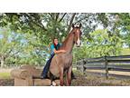  [url removed] AQHA QUATER HORSE GELDING RED ROAN