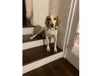 Adopt Smokey a Tan/Yellow/Fawn - with White Beagle / Coonhound / Mixed dog in