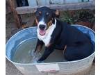 Adopt Finn a Tricolor (Tan/Brown & Black & White) American Staffordshire Terrier