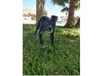 Adopt wendy a Black - with White Pit Bull Terrier / Mixed Breed (Large) / Mixed