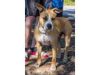 Adopt Scooby a Tan/Yellow/Fawn - with White Pit Bull Terrier / Mixed dog in