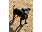 Adopt Buster a Black Labrador Retriever / Mixed dog in Woodward, OK (37069395)