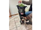 Adopt Jerry a Black - with Tan, Yellow or Fawn Shepherd (Unknown Type) / Mixed