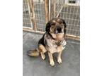 Adopt Rosie a Brown/Chocolate - with Black Mixed Breed (Medium) / Mixed dog in