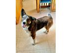 Adopt Brandy a Brown/Chocolate - with White Border Collie / Mixed dog in