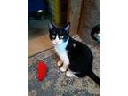 Adopt Bishop a Extra-Toes Cat / Hemingway Polydactyl, Tuxedo
