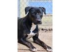 Adopt Wednesday a Labrador Retriever / Mixed dog in Jackson, MS (37322902)