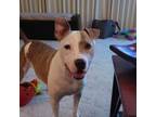 Adopt Otis FOSTER NEEDED a Pit Bull Terrier