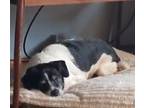 Adopt Pepperjack a Beagle, Jack Russell Terrier