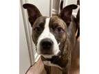 Adopt Rye a American Staffordshire Terrier