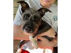 Adopt Nibbles a Miniature Schnauzer, Wirehaired Terrier