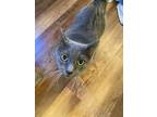 Adopt Opal a Russian Blue, Domestic Short Hair