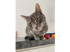 Adopt Mouse a Domestic Short Hair