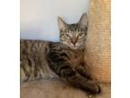 Adopt ROSS a American Shorthair, British Shorthair