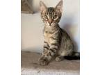 Adopt POUNCER a Tabby, Oriental Tabby