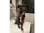 Adopt Cinna a German Shepherd Dog, Labrador Retriever