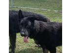 Adopt Wesson a German Shepherd Dog