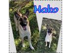 Adopt Mako FKA Prince a German Shepherd Dog