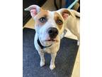 Adopt Max G a Pit Bull Terrier
