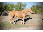  [url removed] PALOMINO QUARTER HORSE