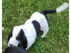 APRI Bassett Hound Puppies!