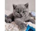 AAPI 2 British shorthair kitten