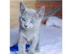 AMDY 3 purebred Russian blue kittens