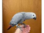 MNJ African Grey Parrot Birds