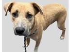 Adopt KYRIE a Brown/Chocolate Labrador Retriever / American Pit Bull Terrier /