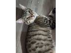 Adopt SOCKS a Domestic Shorthair (short coat) cat in Calimesa, CA (37126304)