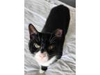 Adopt Torvi a Black & White or Tuxedo American Shorthair (short coat) cat in