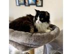 Adopt Kabob a All Black American Bobtail / Domestic Shorthair / Mixed cat in