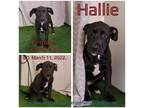 Adopt Hallie a Black Mixed Breed (Medium) / Mixed dog in Boaz, AL (37078724)