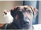 Adopt Paisley - TX a Brindle Plott Hound / Mixed dog in Warren, ME (37079316)