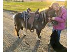 Cute, gentle, used for lessons PONY Gelding