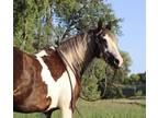 Kid Friendly Beautiful Gypsy Vanner Cross