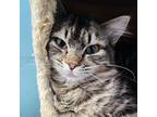 Adopt Mavis a Brown or Chocolate Domestic Longhair / Mixed cat in SHERIDAN