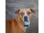 Adopt Gatsby a Brown/Chocolate Mixed Breed (Large) / Mixed dog in Decatur